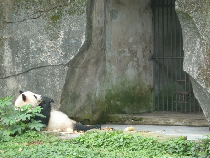 Panda p1020427