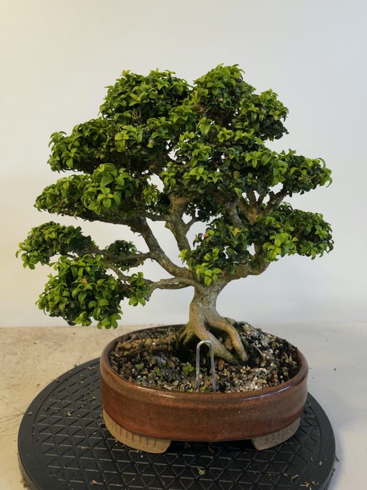 Boxwood200001