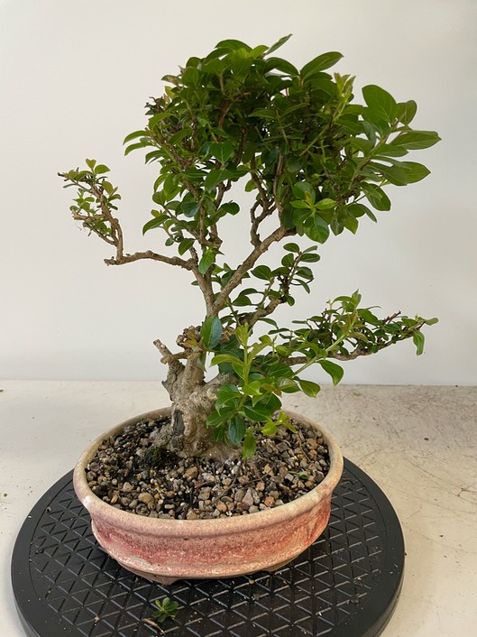 Crepe myrtle