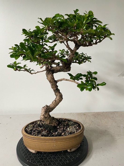 Fukien tea