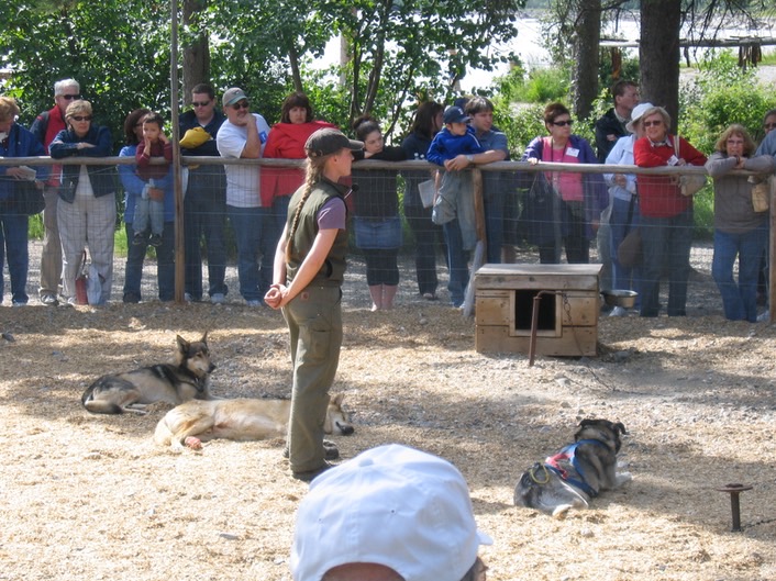 Sled dogs img_2036