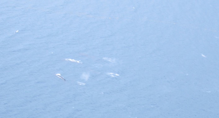 Whale pod img_2185