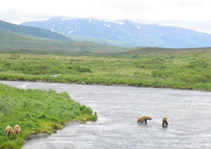 Bears img_2191