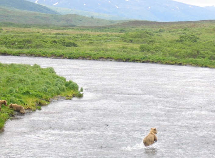 Bears img_2193