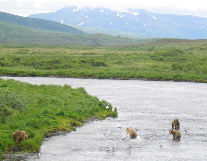 Bears img_2195