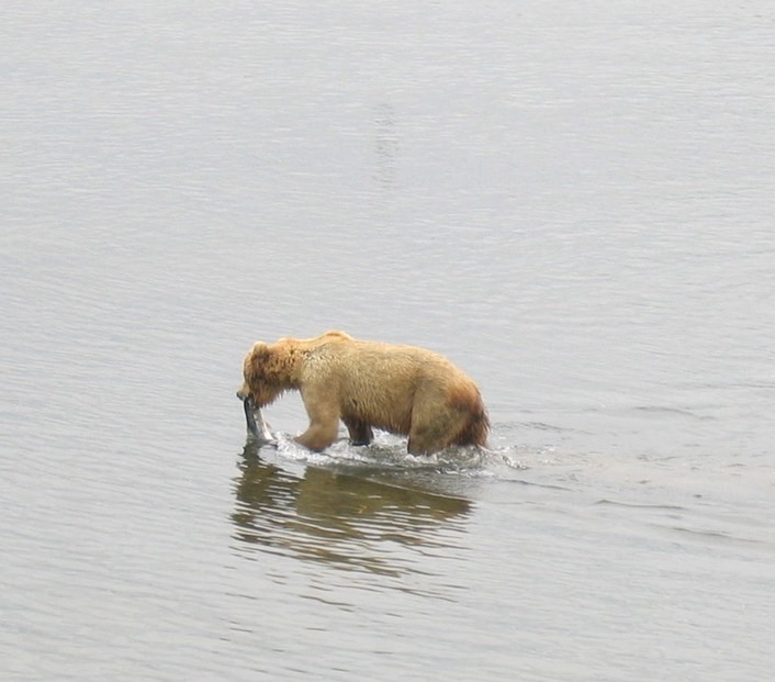 Bear with fish img_2201