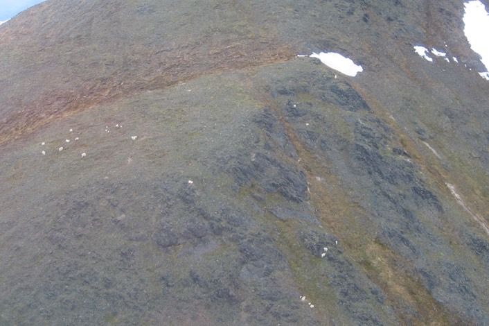 View of mountain goats from plane img_2213