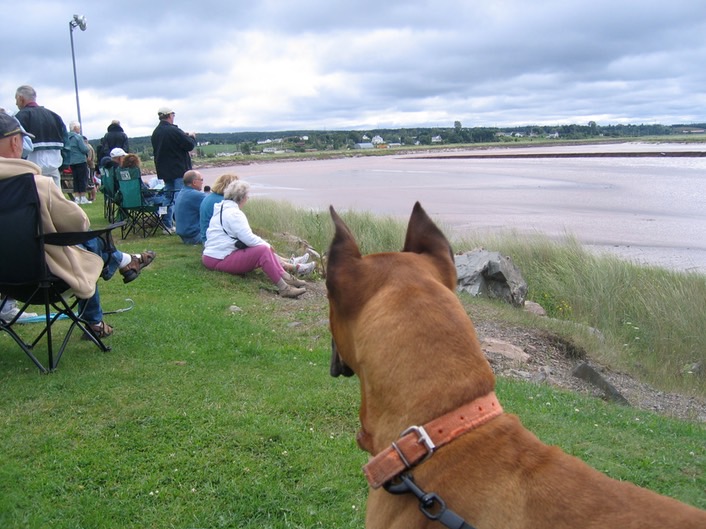 Frodo watching Tide coming in img_3180