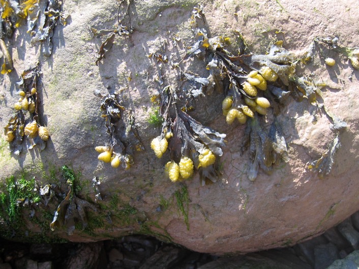 Flowers on Rock img_3238