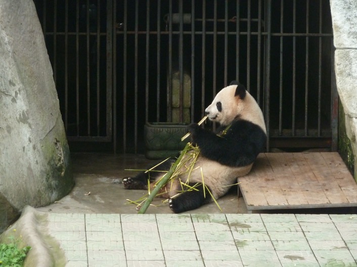 Panda p1020423