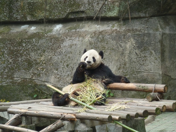 Panda p1020424