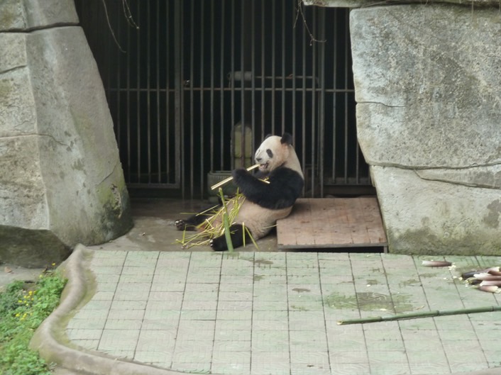 Panda p1020425